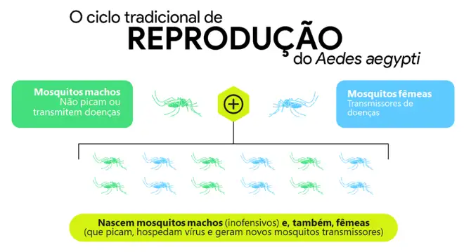 Ciclo de reprodução tradicional do Aedes aegypti