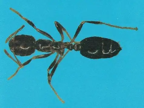 Formiga-lava-pés (Solenopsis spp.)