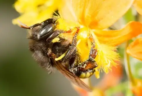 Abelha mandaçaia (Melipona quadrifasciata)