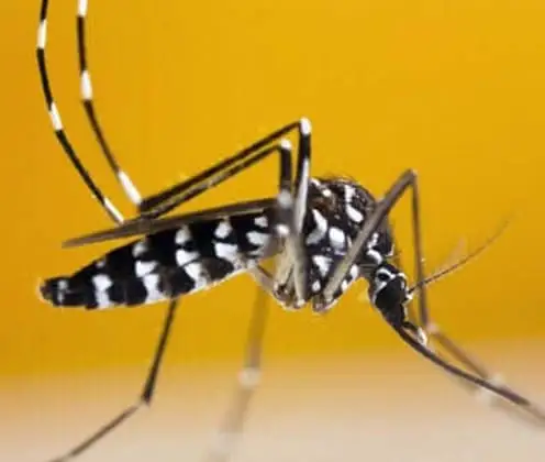 Mosquito tigre-asiático (Aedes albopictus)