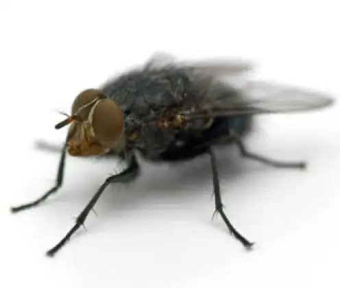 Mosca doméstica (Musca domestica)