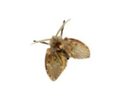 Mosca-dos-filtros (Psychodidae)