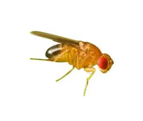 Mosca-do-vinagre (Drosophila melanogaster)