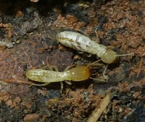 Cupim subterrâneo (Coptotermes gestroi)