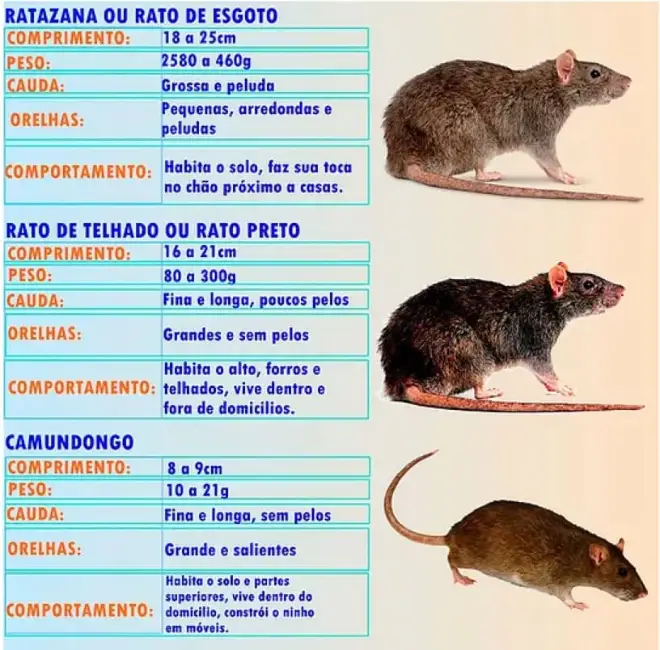 Comparativo entre ratazana, rato de telhado e camundongo