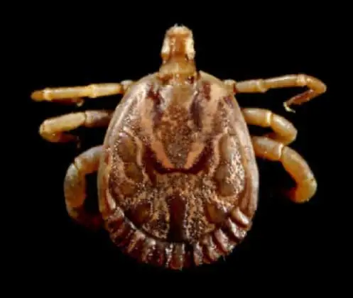 Carrapato-estrela (Amblyomma cajennense)